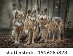 A Pack Of Four Wolves  Canis...