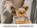 Small photo of A beekeeper holds a small frame with bees. Reproduction of bees closeup. Swarming, Hive is preparing to swarm