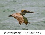 A Brown Pelican In Flight Over...