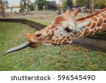 Hungry Giraffe With Long Tongue