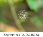 Various types of cobwebs that...