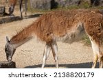 The Guanaco Is The Ancestral...