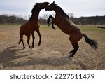 Small photo of Jumping Horses, horses run amok and play