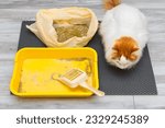 Small photo of replacing dry litter in a cat litter box. cleaning up used cat litter. brush and dustpan for cleaning garbage at home. cat watching cat litter cleaning