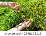 Small photo of woman in the garden picking fresh gooseberries. bush with gooseberries. a hand plucks a gooseberry. High quality photo