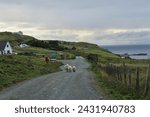 A ewe, sheep, walking in the middle of the road with two lambs 