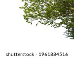 Close up of the branches of a oval green leaved tree isolated on white background. Deciduous tree cutout.