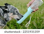 Small photo of The dog drinks water from a road dog drinker. Traveling with a dog. Walk.