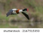 Small photo of The common shelduck is a waterfowl species of the shelduck genus, Tadorna. It is widespread and common in the Euro-Siberian region of the Palearctic,Scientific name(Tadorna tadorna)