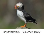 Puffins Are Any Of Three...