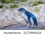 Small photo of Little penguin (Eudyptula minor) is a species of penguin from New Zealand. They are commonly known as little blue penguins or blue penguins owing to their slate-blue plumage.