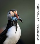 Puffins Are Any Of Three...