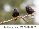 Common starling or european...