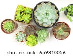 Various Type Of Succulent...