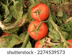 Small photo of Organic red bunch tomatoes with mixed green twig leaves in the tomato field. They are juicy and ready to harvest. Solanum lycopersicum, also known as the moneymaker.