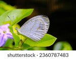 Small photo of Macro Photography Psyche Butterfly. Animal Closeups