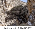 Small photo of Chochlakies Gorge is less known gorge in east Crete. The path in the bottom of gorge requires hiking in rocky terrain and leads to Karoumes Beach. Along the way you can meet interesting old trees.