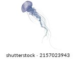 Blue and white Jellyfish dansing in the white background