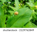 A Golden Tortoise Leaf Beetle...