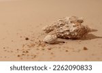 Small photo of Image of 3 whelks, two big and 1 small, and sand in a sand color background. The whelks create a shadow in the surface.