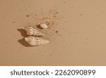 Small photo of Image from above of 3 whelks and sand in a sand color background. The whelks create a shadow in the surface.