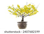 Yellow apricot flowers isolated background