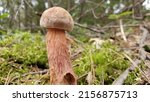 Small photo of large phallic shaped mushroom growing in the woods in wild Michigan United States of America