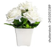 White roses in flowerpot...