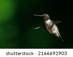 Ruby Throated Hummingbird In...