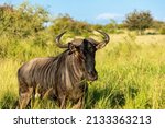Wildebeest male with grass his mout. He is standing in the savannah of the Kruger National Park. Wildebeest is also known as Gnu