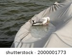 Seagull Bathing In A Pool Of...