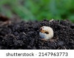 Garden larva insect pest .May beetle larva. White larva on the ground. Macro photography.
