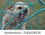Small photo of A very aggressive and bloodthirsty dog shows its jaws and barks at passers-by, selective focus
