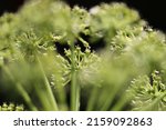 Small photo of Angelica archangelica, commonly known as garden angelica, wild celery, and Norwegian angelica, is a biennial plant from the family Apiaceae.
