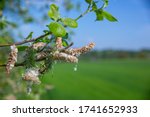Willow twig with fluffy seeds on blurred spring background