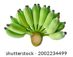 bunch unripe cultivated bananas isolated on a white background. It is a tropical fruit that provides the most energy.