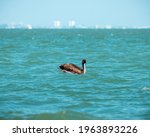 Sanibel Island Wildlife Pelican ...