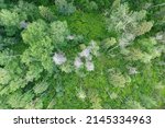 aerial shot of a mature forest showing a gap in the canopy with a clear sight of the understory vegetation