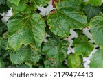 Small photo of Grape leafs diseases. Angular reddish brown spots with shot-hole centers on grape leaves caused by anthracnose of grape. Grape rust.