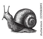 Pen And Ink Snail Vintage...