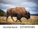 American bison walking and...