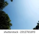 Bottom view. Treetops framing the bright blue sky