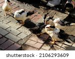 A Group Of Ducks Is Cleaning...