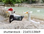 Red Face Of A Muscovy Duck With ...