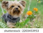 Yorkshire Terrier puppy sitting on the grass close to flowers. Funny small York puppy on golden hour time photography. close up
