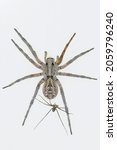 Small photo of Lycosa Hispanica. Family Lycosidae. wolf spider isolated on a natural background