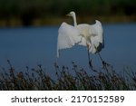 White Great Egret Water Bird...