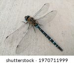 A Blue Giant Dragonfly Sitting...