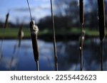 Small photo of A rush-reed flower by the lake. Blooming pond flowers. Flower from morass.