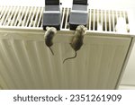 Small photo of Mice caught in traps. Two mice caught with their heads in a black mousetrap. Extinct mice in an inhumane way.Catching mice in mousetraps.